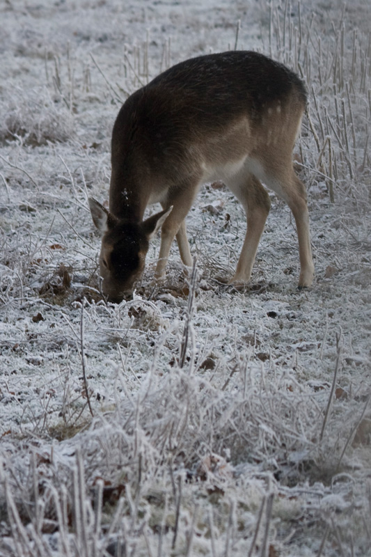 Deer in the frost