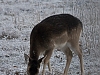 Deer in the frost
