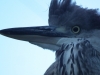 Blue Heron's head